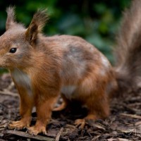 Red Squirrel